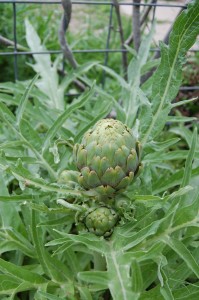 The Artichoke as it appeared in The Garden