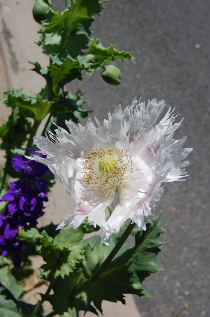 Iceland Poppy with Larkspur