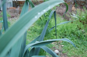 Winter Leeks
