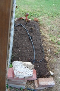 Cilantro seeds all planted in the (former) Chard Bed