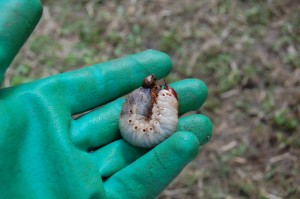 Enormous Grub Poops in my Hand.