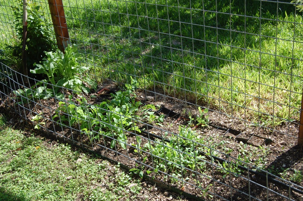 Arugula Bed: AFTER